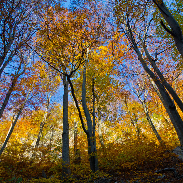 Bukove šume Bukove šume